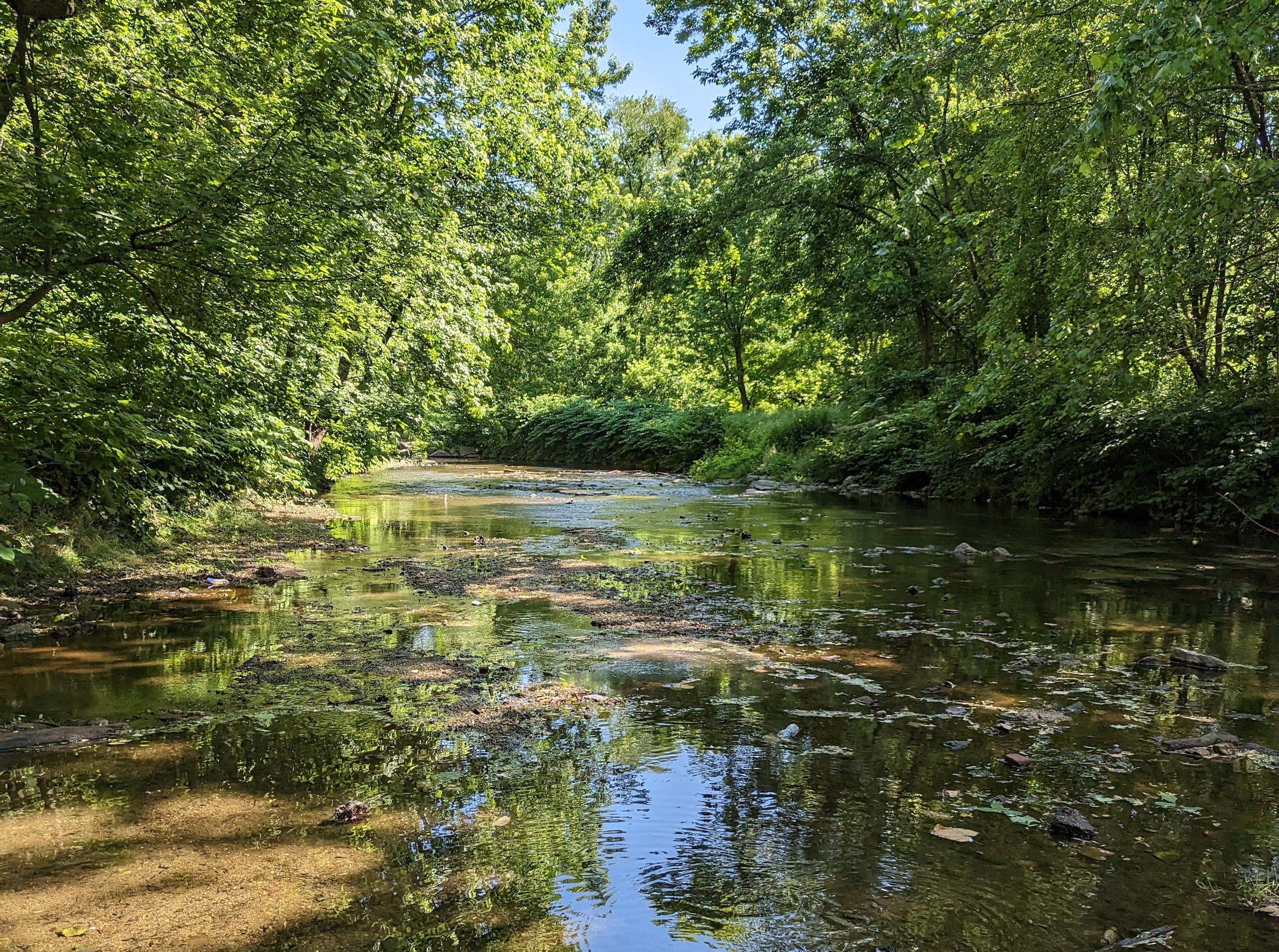 Tree-lined view of Cobbs Creek and its watershed